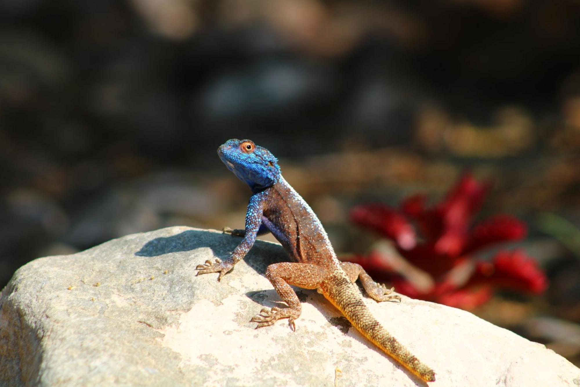 ליידיסמית Bosch Luys Kloof Nature Reserve מראה חיצוני תמונה