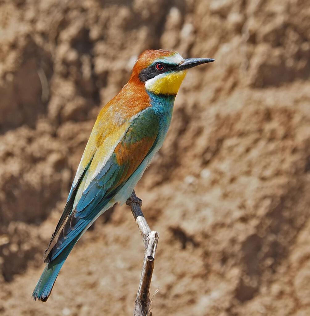 ליידיסמית Bosch Luys Kloof Nature Reserve מראה חיצוני תמונה