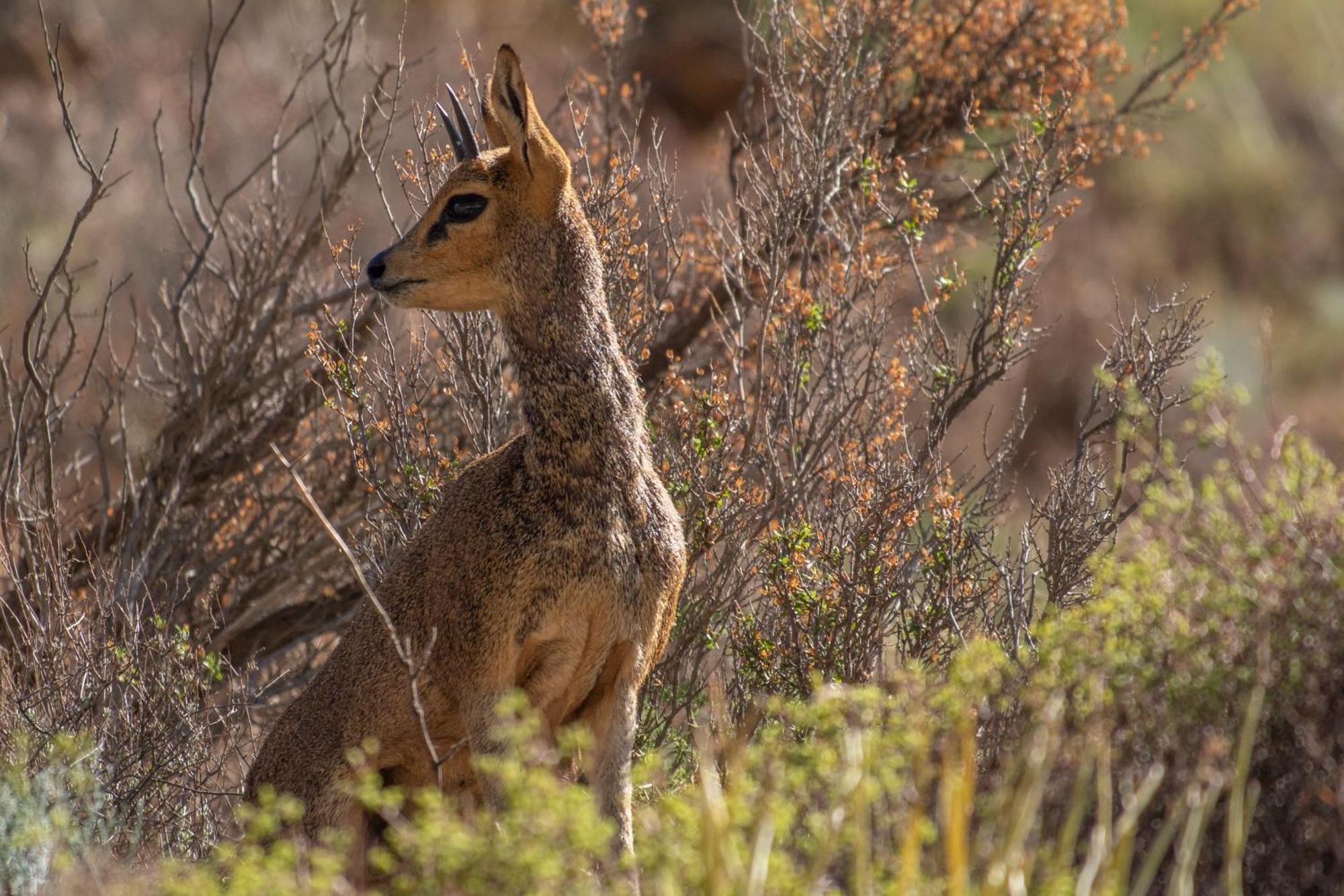 ליידיסמית Bosch Luys Kloof Nature Reserve מראה חיצוני תמונה