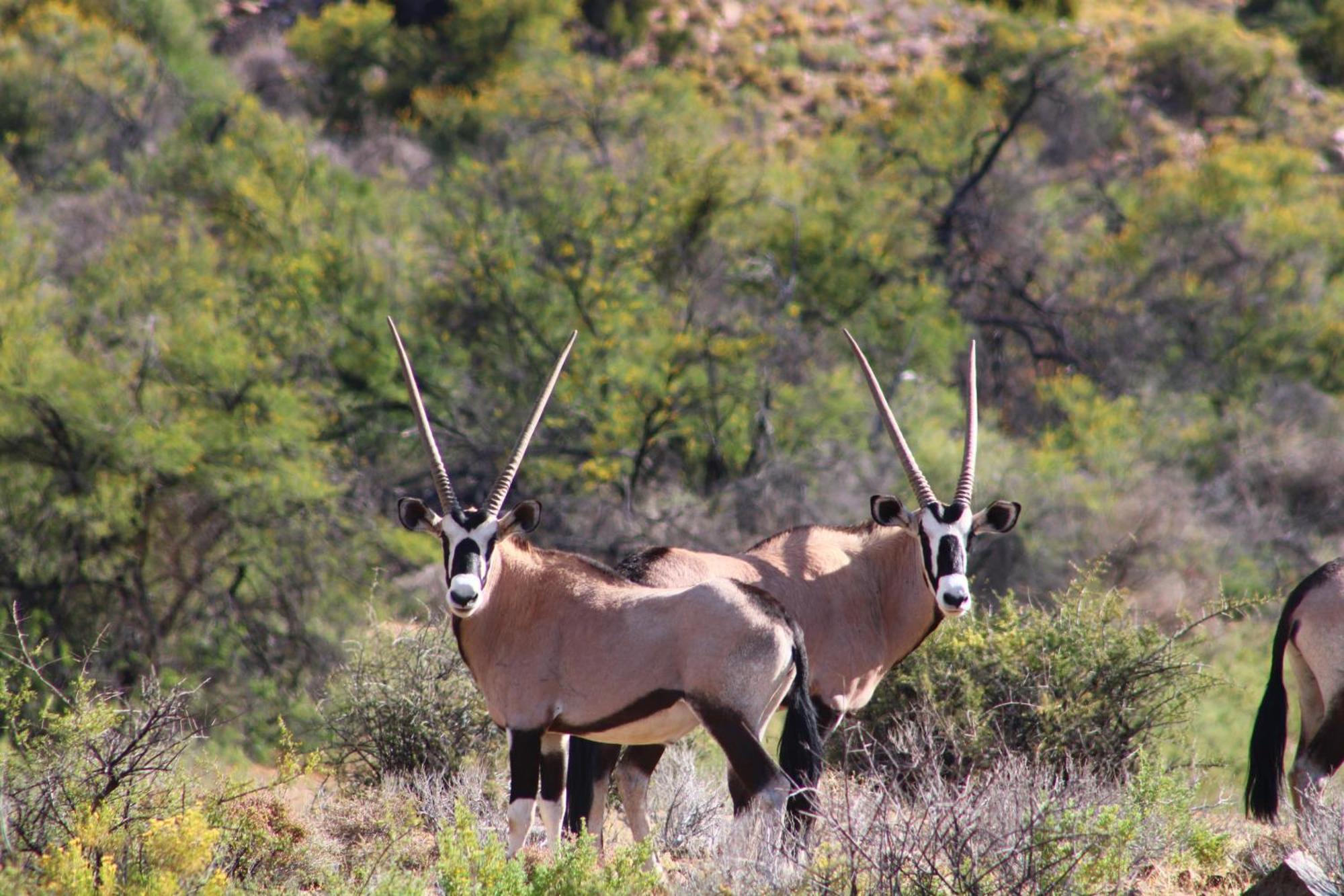 ליידיסמית Bosch Luys Kloof Nature Reserve מראה חיצוני תמונה