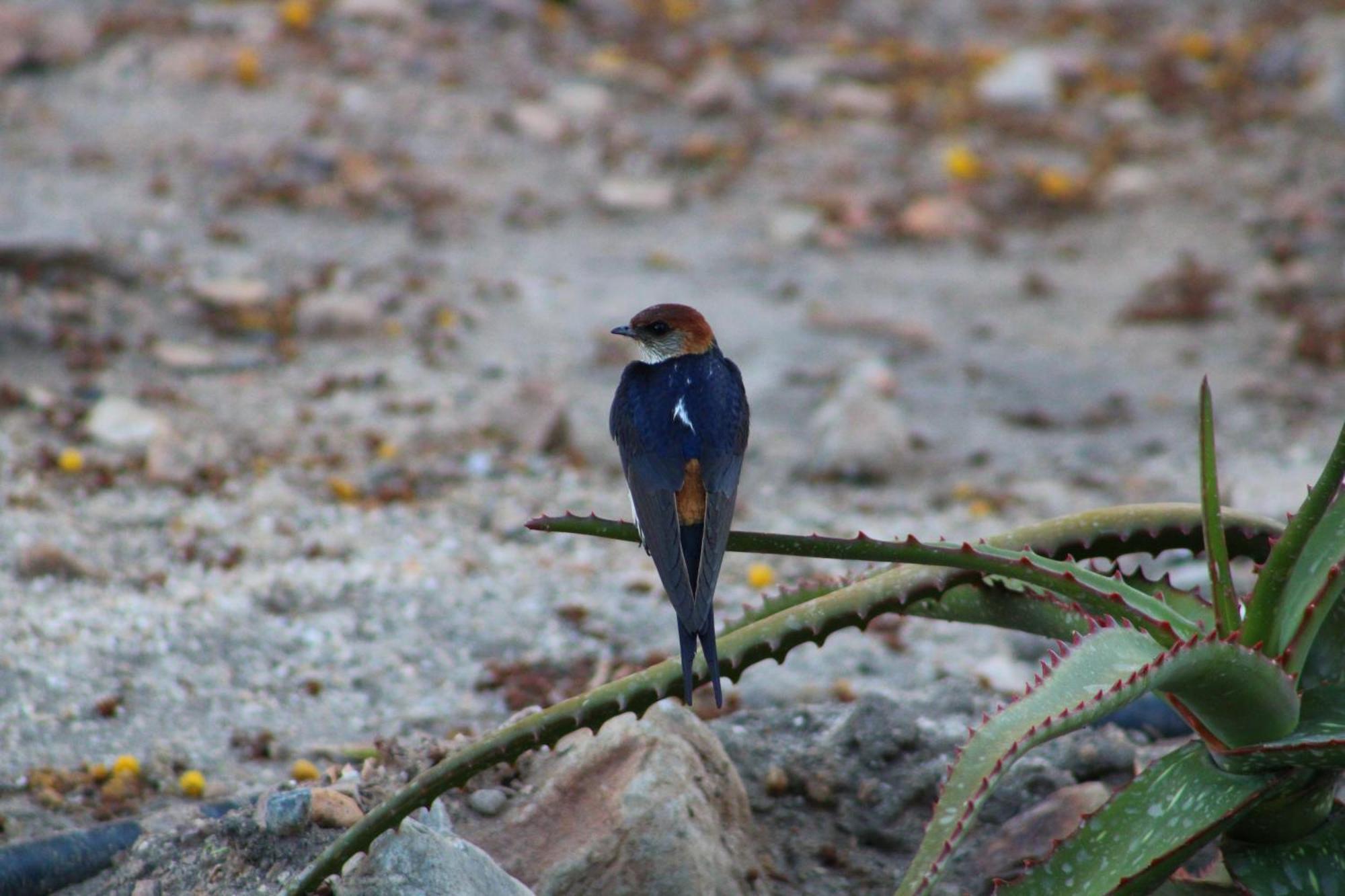 ליידיסמית Bosch Luys Kloof Nature Reserve מראה חיצוני תמונה